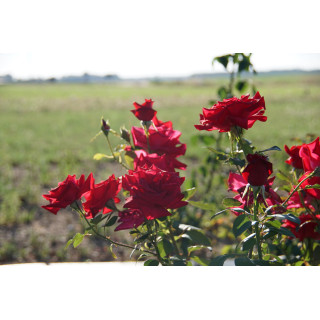 Hybrides de Thé Guillot® - Proud Land - ©Roses Guillot®
