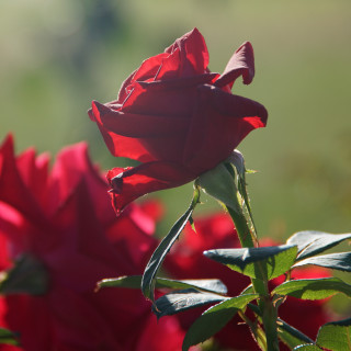 Hybrides de Thé Guillot® - Proud Land - ©Roses Guillot®