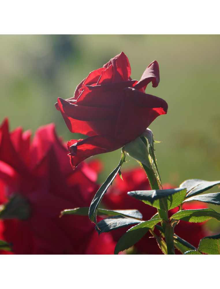 Hybrides de Thé Guillot® - Proud Land - ©Roses Guillot®