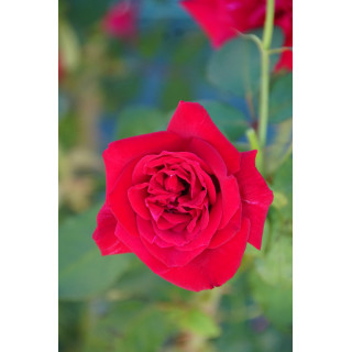 Hybrides de Thé Guillot® - Proud Land - ©Roses Guillot®
