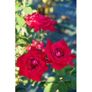 Hybrides de Thé Guillot® - Proud Land - ©Roses Guillot®