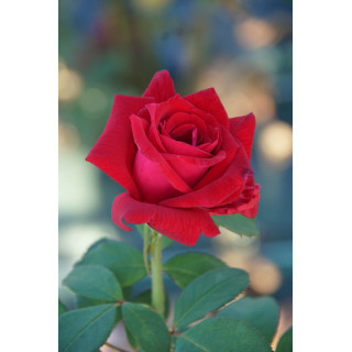 Hybrides de Thé Guillot® - Proud Land - ©Roses Guillot®