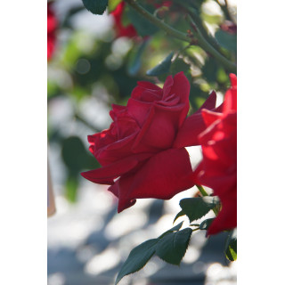 Hybrides de Thé Guillot® - Proud Land - ©Roses Guillot®