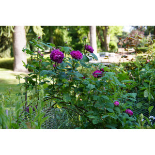 Rosier ancien - Reine des Violettes - ©Roses Guillot®