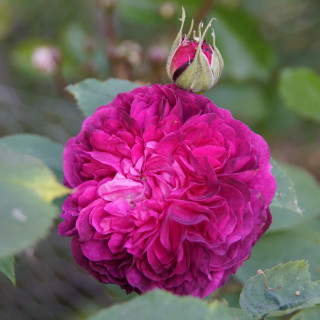 Rosier ancien - Reine des Violettes - ©Roses Guillot®