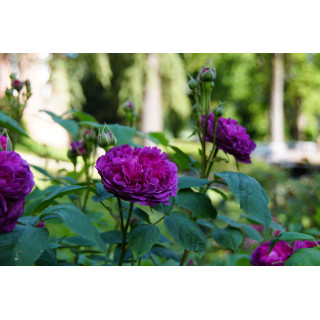 Rosier ancien - Reine des Violettes - ©Roses Guillot®