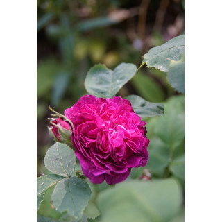 Rosier ancien - Reine des Violettes - ©Roses Guillot®