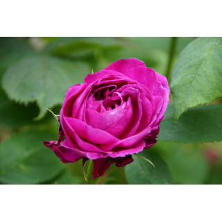 Rosier ancien - Reine des Violettes - ©Roses Guillot®
