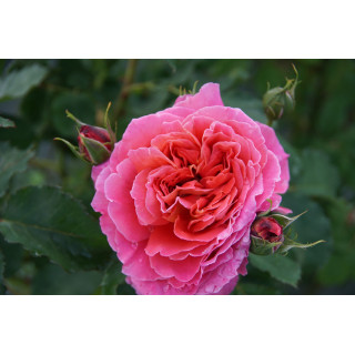 Rosier Générosa® - Reine Sammut - ©Roses Guillot®