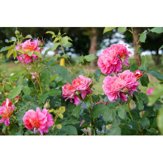 Rosier Générosa® - Reine Sammut - ©Roses Guillot®