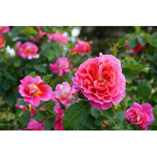 Rosier Générosa® - Reine Sammut - ©Roses Guillot®