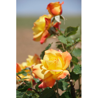 Rosier Hybride de Thé Guillot® - Rio Samba - ©Roses Guillot®