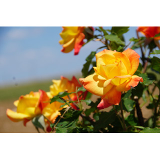 Rosier Hybride de Thé Guillot® - Rio Samba - ©Roses Guillot®