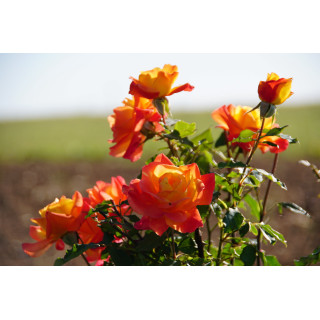 Rosier Hybride de Thé Guillot® - Rio Samba - ©Roses Guillot®