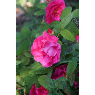 Rose de Provins -  Rosa Gallica Officinalis - ©Roses Guillot® 