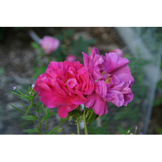 Rose de Provins -  Rosa Gallica Officinalis - ©Roses Guillot® 