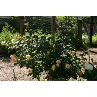 Rosier Générosa® - Rosomane Janon - ©Roses Guillot®