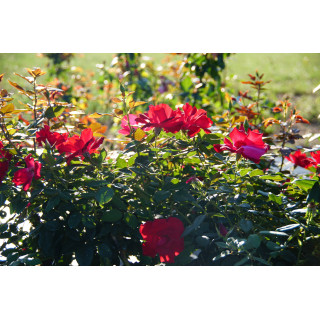 Rosier Terre des Roses® - Rouge de Chamagnieu - ©Roses Guillot®