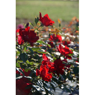 Rosier Terre des Roses® - Rouge de Chamagnieu - ©Roses Guillot®