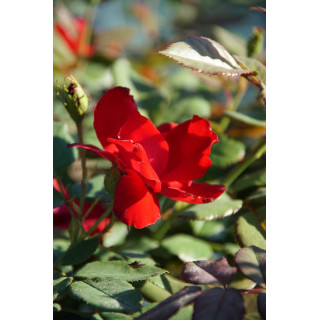 Rosier Terre des Roses® - Rouge de Chamagnieu - ©Roses Guillot®
