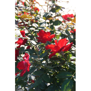 Rosier Terre des Roses® - Rouge de Chamagnieu - ©Roses Guillot®