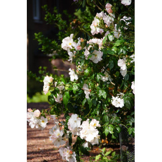 Rosier ancien - Sally Holmes - ©Roses Guillot®