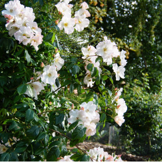 Rosier ancien - Sally Holmes - ©Roses Guillot®