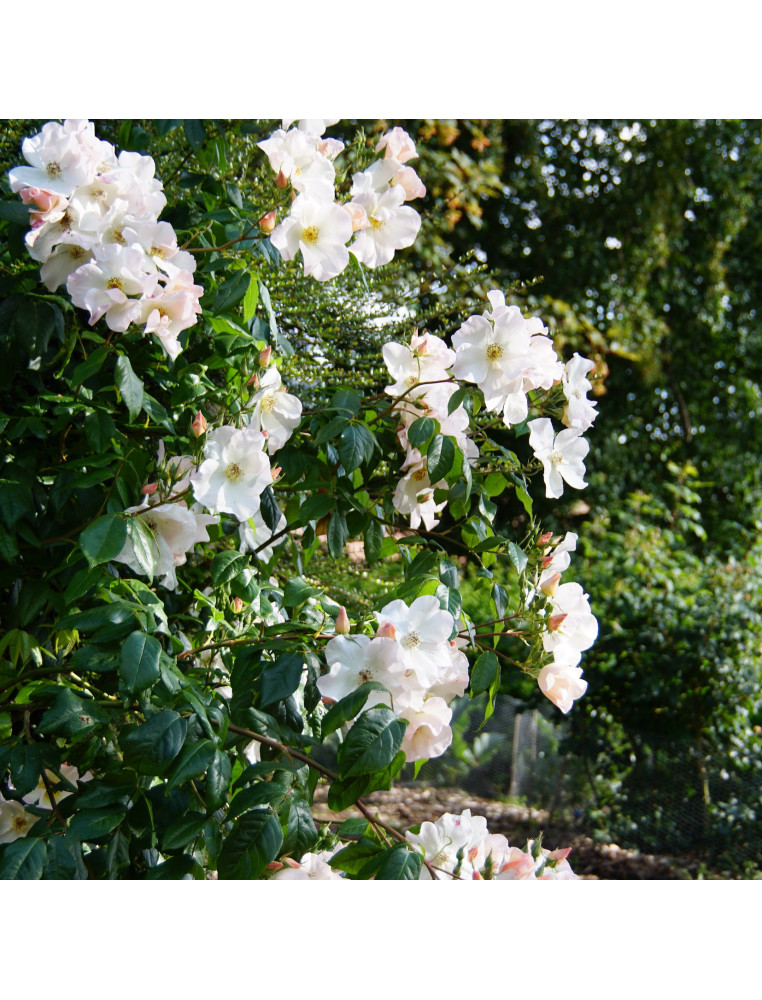 Rosier ancien - Sally Holmes - ©Roses Guillot®