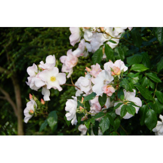 Rosier ancien - Sally Holmes - ©Roses Guillot®