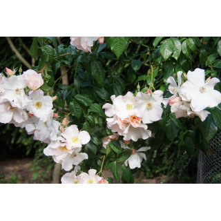 Rosier ancien - Sally Holmes - ©Roses Guillot®
