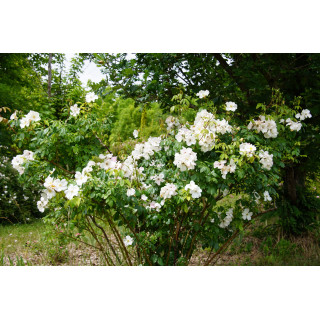 Rosier ancien - Sally Holmes - ©Roses Guillot®