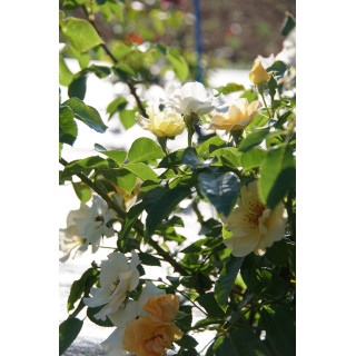 Rosier Terre des Roses® - Souvenir de Robert Schuman - ©Roses Guillot®