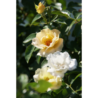 Rosier Terre des Roses® - Souvenir de Robert Schuman - ©Roses Guillot®