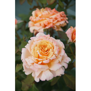 Rosier Hybride de Thé Guillot® - Tahitian Sunset - ©Roses Guillot®