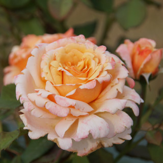 Rosier Hybride de Thé Guillot® - Tahitian Sunset - ©Roses Guillot®