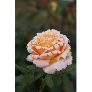 Rosier Hybride de Thé Guillot® - Tahitian Sunset - ©Roses Guillot®