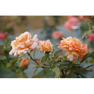 Rosier Hybride de Thé Guillot® - Tahitian Sunset - ©Roses Guillot®