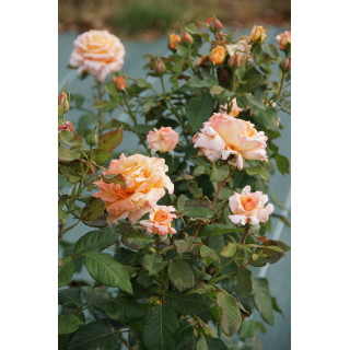 Rosier Hybride de Thé Guillot® - Tahitian Sunset - ©Roses Guillot®