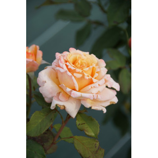 Rosier Hybride de Thé Guillot® - Tahitian Sunset - ©Roses Guillot®