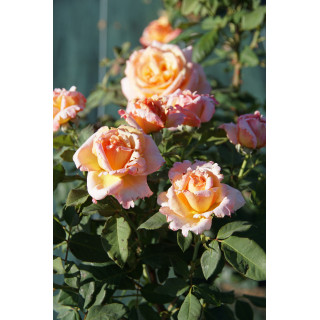 Rosier Hybride de Thé Guillot® - Tahitian Sunset - ©Roses Guillot®