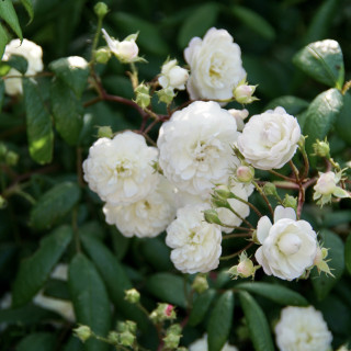 Rosier Ancien - Trésor de Thorigny - ©Roses Guillot®