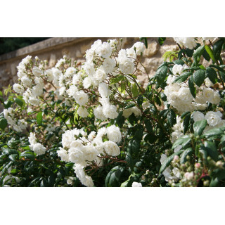 Rosier Ancien - Trésor de Thorigny - ©Roses Guillot®