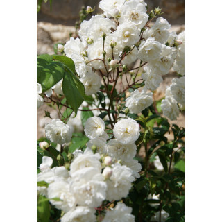 Rosier Ancien - Trésor de Thorigny - ©Roses Guillot®
