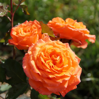 Rosier Générosa®  Guillot® - Valérie de Montgolfier®
