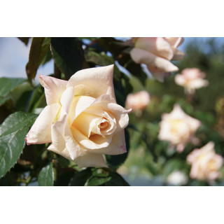 Rosier Hybride de Thé Guillot® - Vanilla Perfume - ©Roses Guillot®