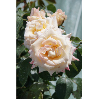 Rosier Hybride de Thé Guillot® - Vanilla Perfume - ©Roses Guillot®