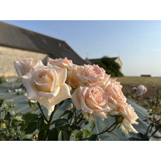 Rosier Hybride de Thé Guillot® - Vanilla Perfume - ©Roses Guillot®