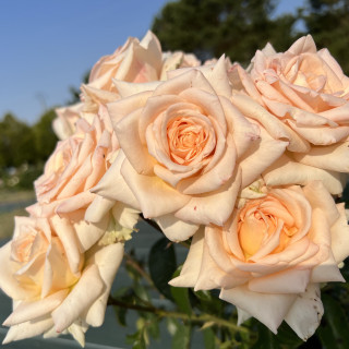 Rosier Hybride de Thé Guillot® - Vanilla Perfume - ©Roses Guillot®