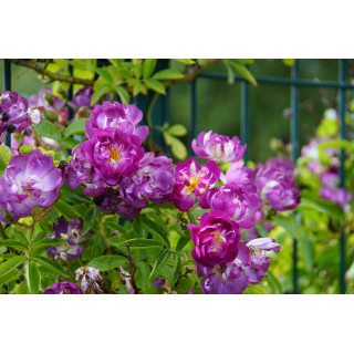 Rosier liane ancien - Veilchenblau - ©Roses Guillot®