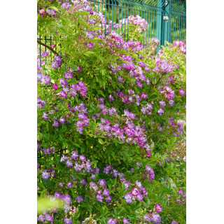 Rosier liane ancien - Veilchenblau - ©Roses Guillot®